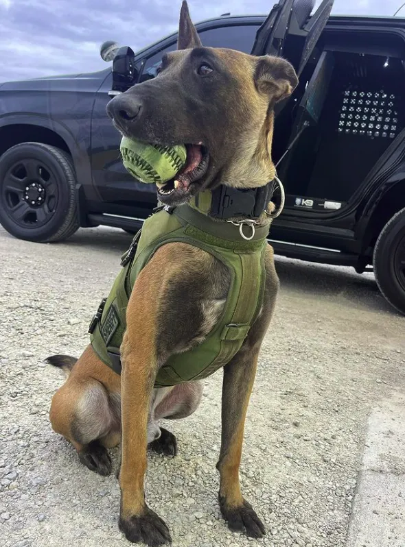 Operation Good Boy The Bazooka Ball Rubber Dog Chew Toy